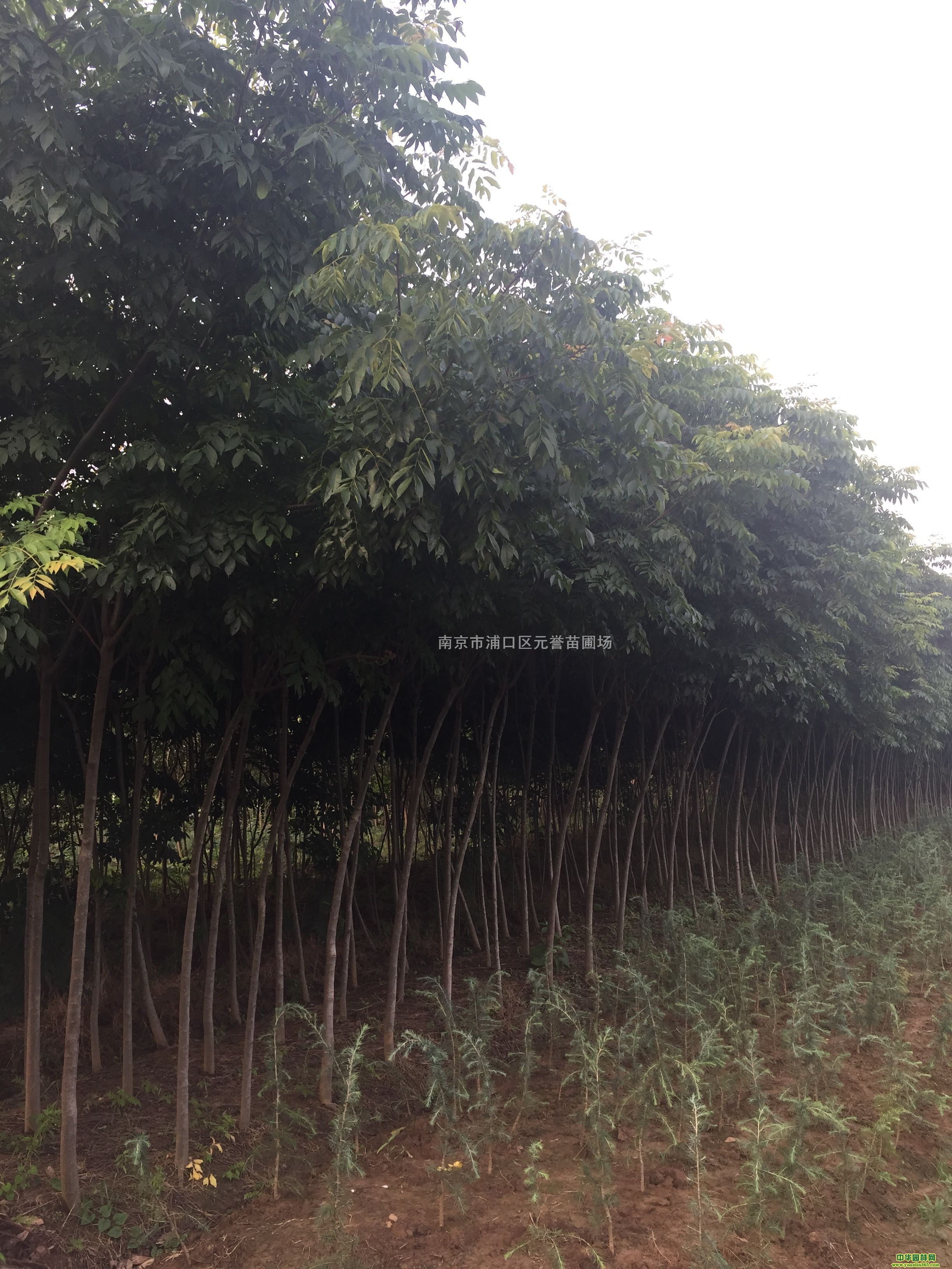 3֙䡢4֙䡢5֙䡢ԃr