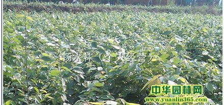 紅櫸樹小苗、樸樹小苗