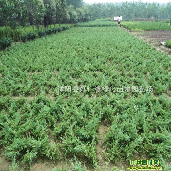 ذءɳذءt^ľʯ򡢻򡢘ľ