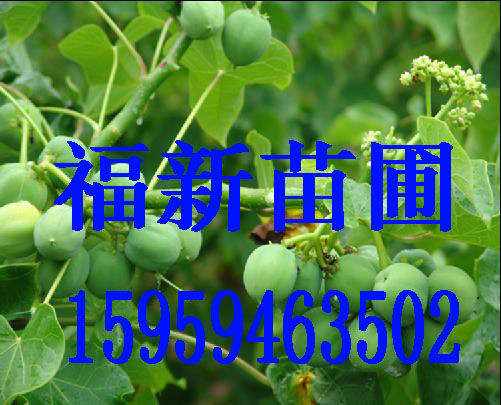 ľɷN,ɷN,N,ɼľN,RβɷN,tɼN,طN,_hɷN,ͲN,N