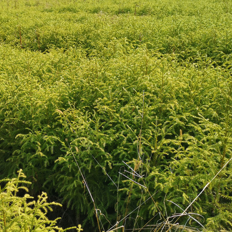 ؏0.4ɼ硢߶30ɼ硢ɼ