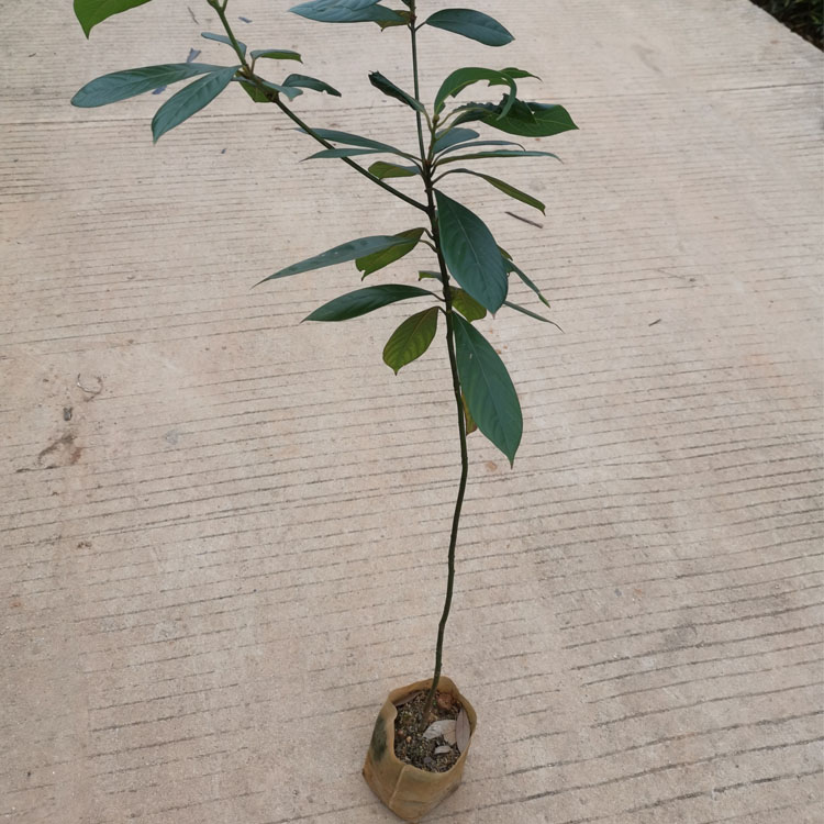 㽭骴硢㽭硢߶50㽭骱