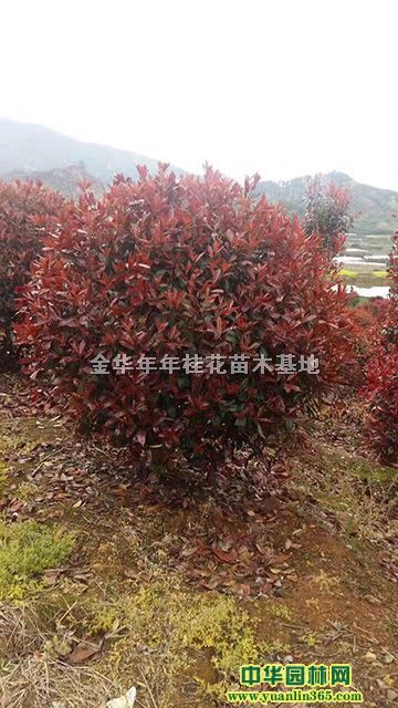 t~ʯ骻ءt~ʯ骴Ͱt~ʯСt~ʯ骴