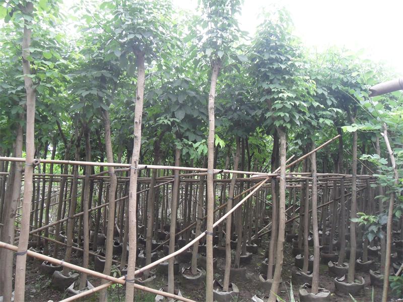 5-15分紅花風鈴木袋苗