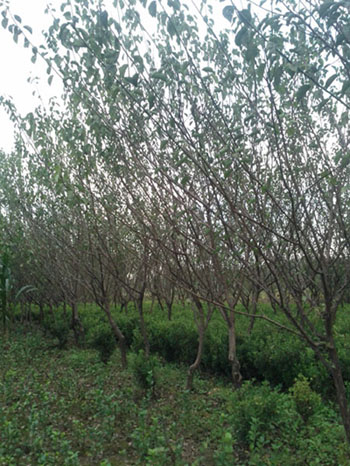 t÷~Ůؑt~СSβl(wi)ìSľ