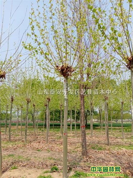 12ַͩNۡ12ַͩB12ַͩr