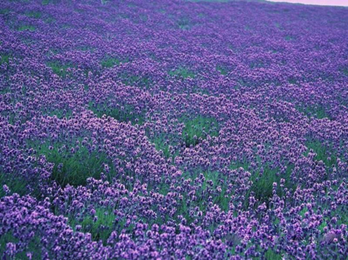 薰衣草盆栽及種子