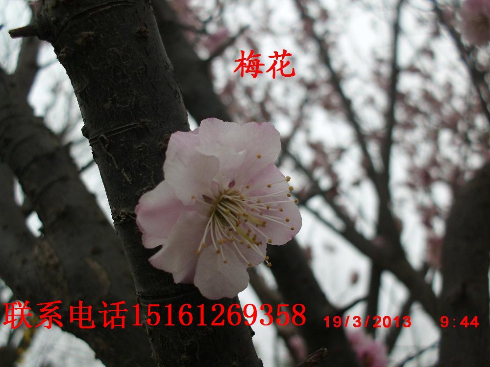 ÷t÷÷G÷÷D÷~÷ȸN÷