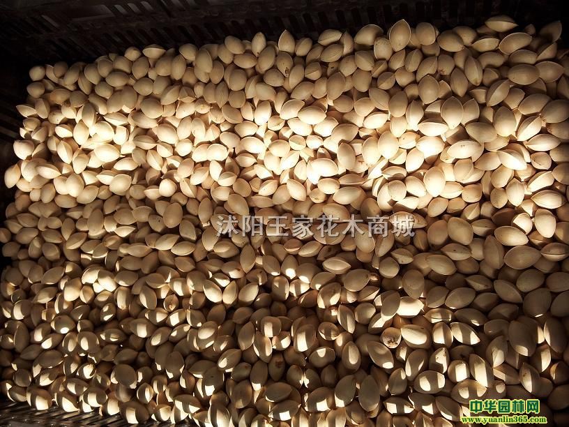 ͩ8~15֡yӰ׹8~25֡ޱ3~7