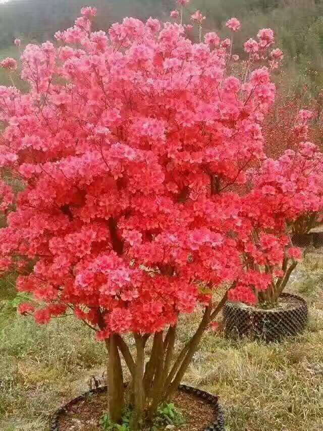 mm١SǗ衢~䡢ġŮؑ