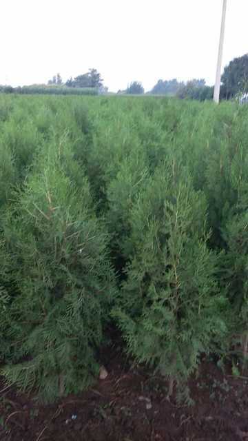 Ȱ0.8ס1ס1.2ס1.5ס2ס2.5...