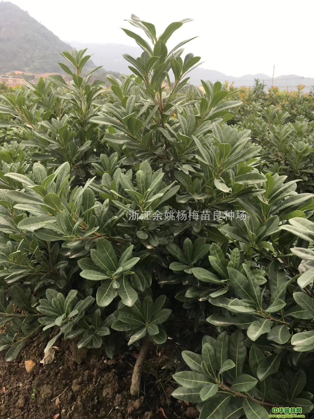 ҇ĿǰƷ|÷ƷNݩjN|÷