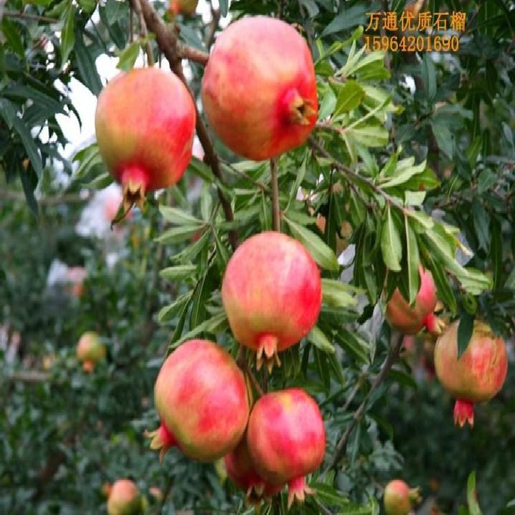 ؑcܛʯ硢ͻ˹t⡢tpϲܛʯ