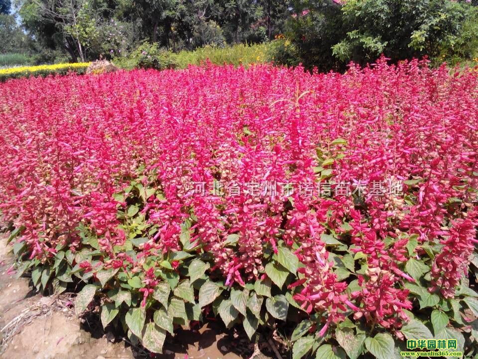 tţf۾յ辰ݻ