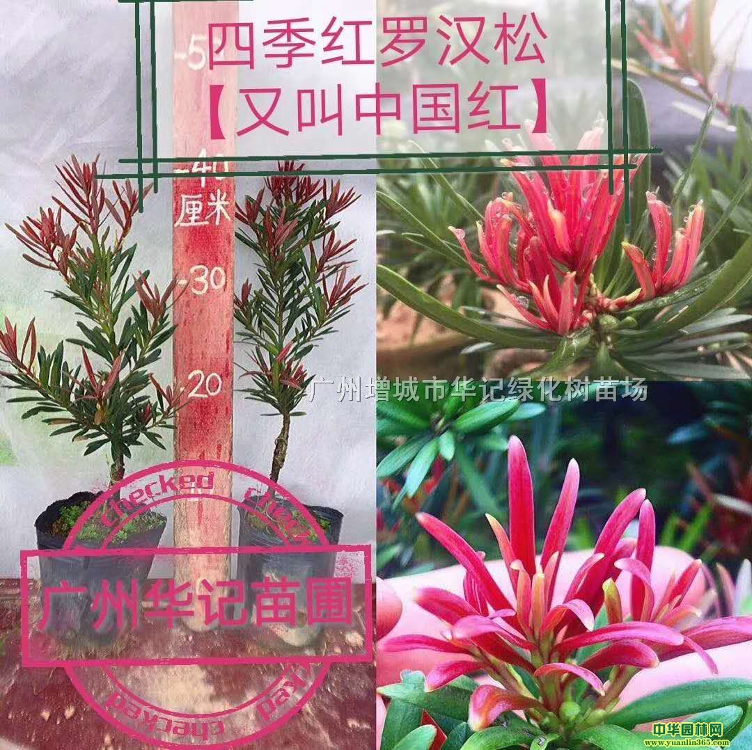 紅葉羅漢松、紅芽羅漢松苗、彩葉羅漢松苗、海島紅芽羅漢松苗