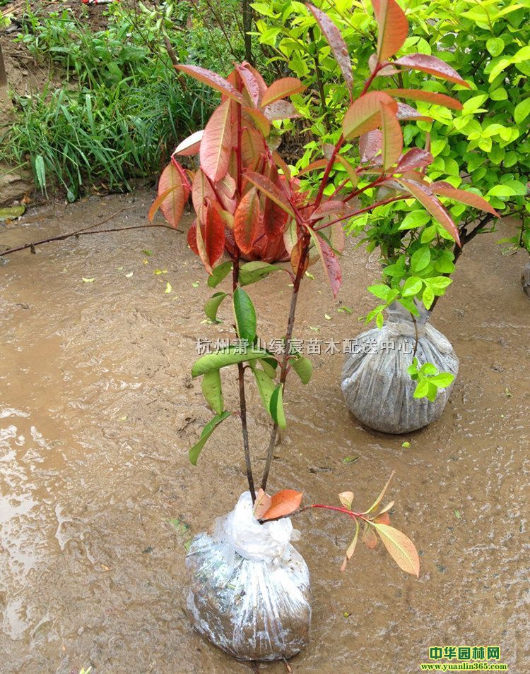 紅葉石楠地栽苗高度40cm