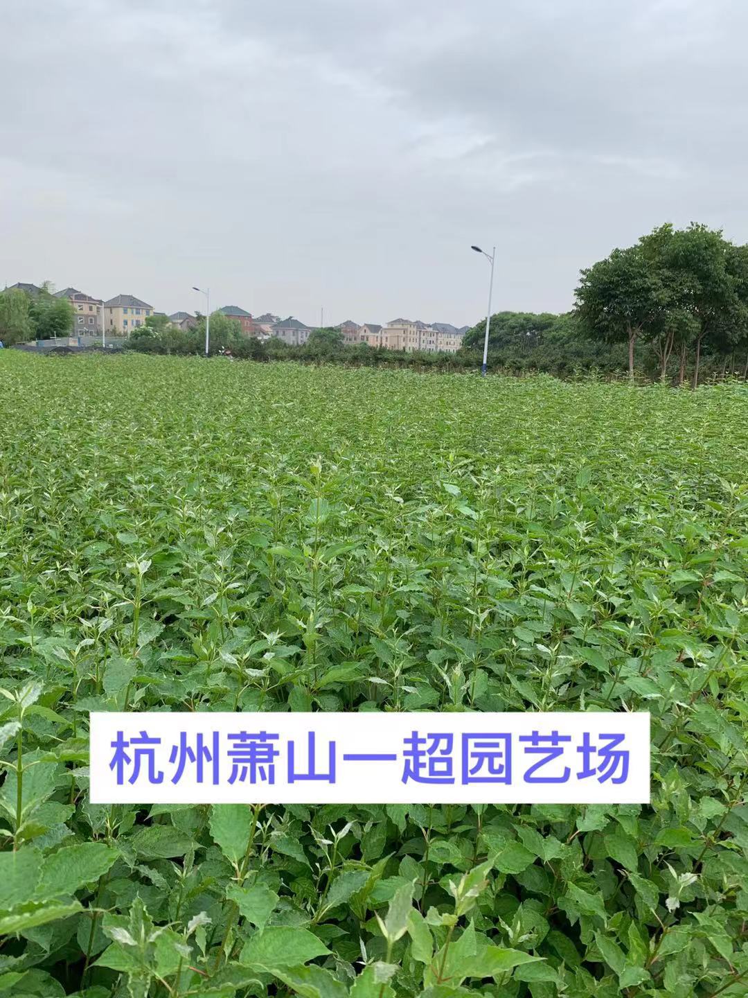 tľtľtľrtľֱN