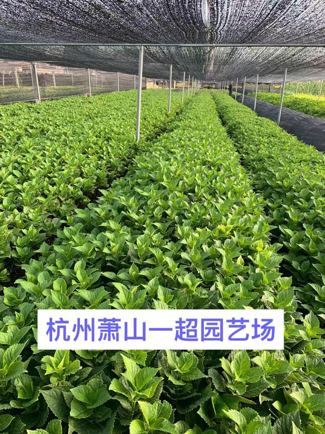 ɻСëɻСër񡢹ɻСë