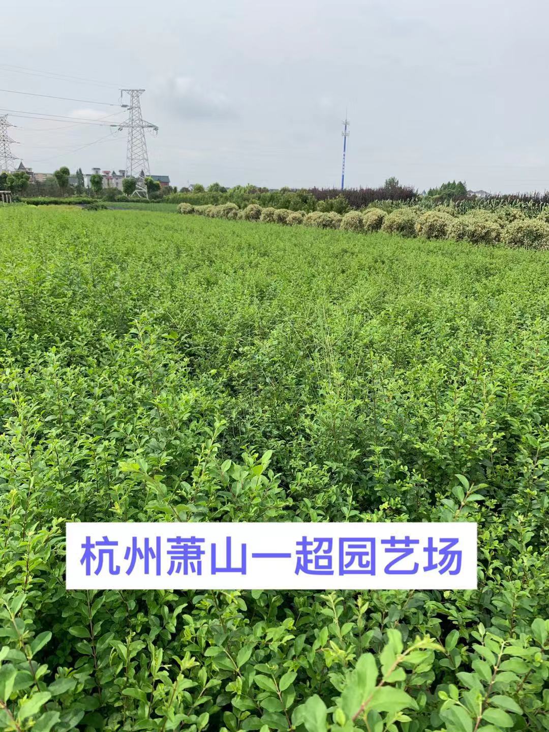 ˮDˮDˮDrˮDֱN