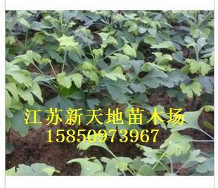 ء~Ůؑt~СޡС~Ůؑ~SSt~ʯ骡ذء~Ůؑy