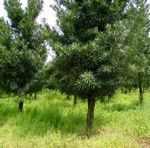 AɽѻСǗ