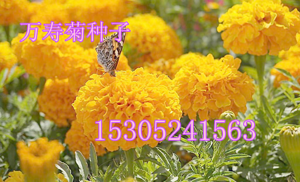 Sf۾շNӡջNӡղݷNӡݻN