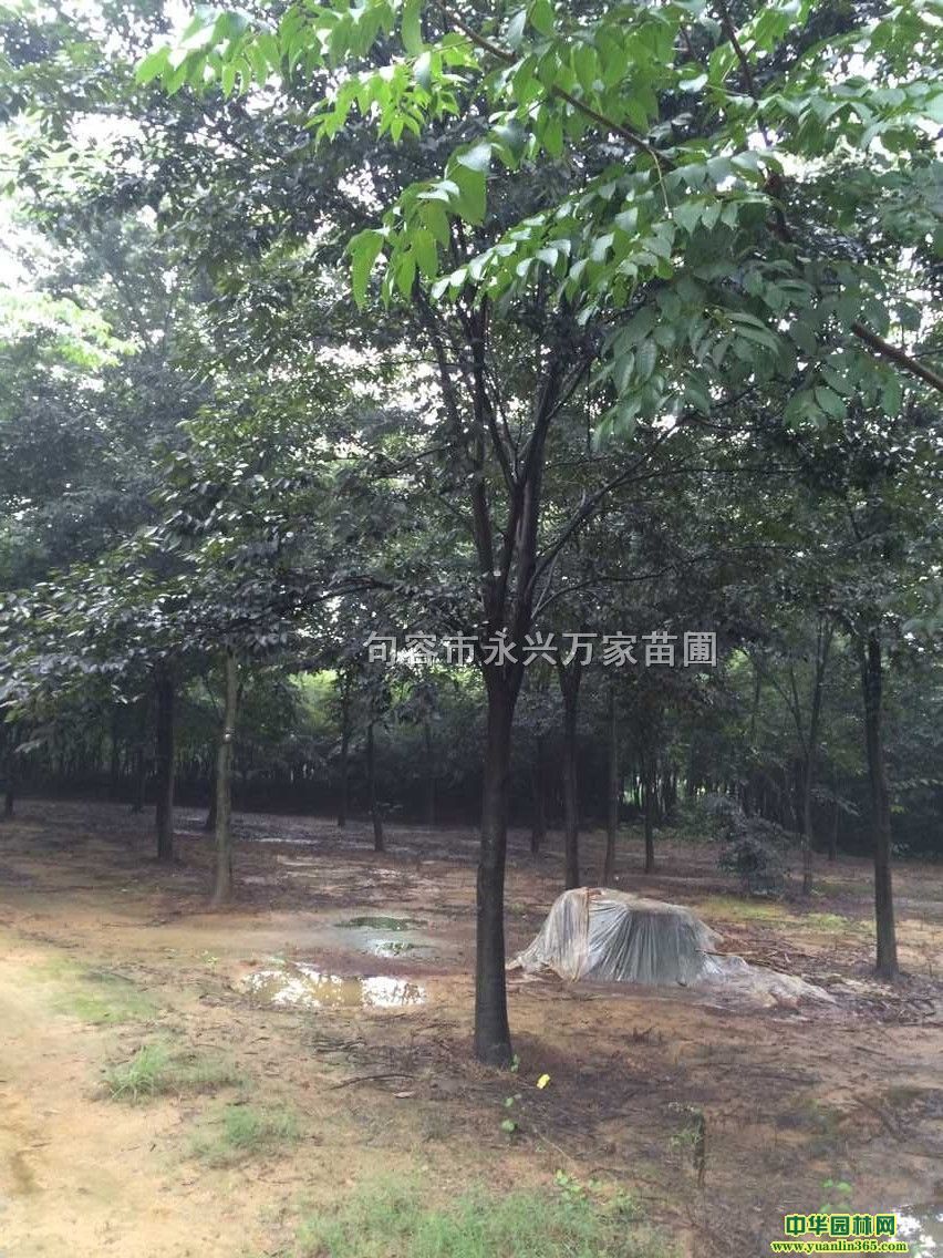 優質精品20公分紅櫸樹