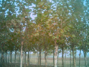 5-30cmͩ(gu)ϞϚg(sh)