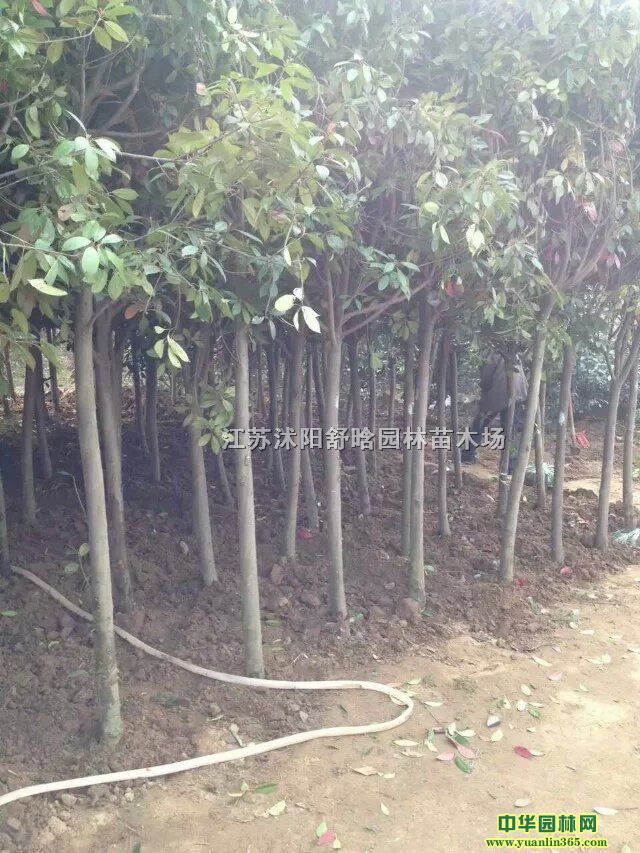 4ּt~ʯ骘䡢Sʯ񡢷(gu)ࡢ䡢ɡu