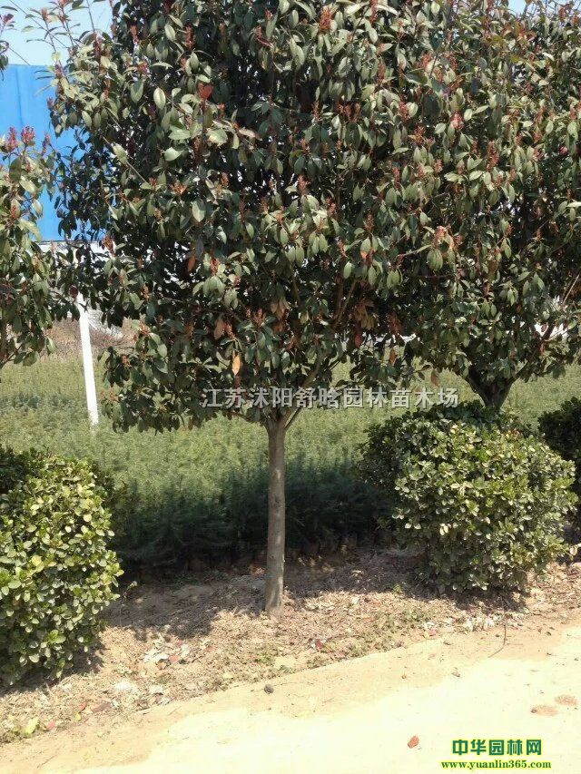 7ּt~ʯ骘䡢yӡt̻䡢ˮɼS