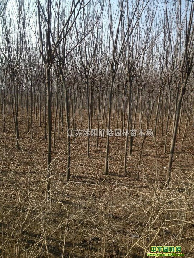 4-6֙䡢䡢ͩyӡľϡġˮɼm