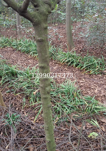 ɶSU2-10֡1-1.6_Ѿڷ0.8-2.5