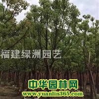 ȫ121518202530