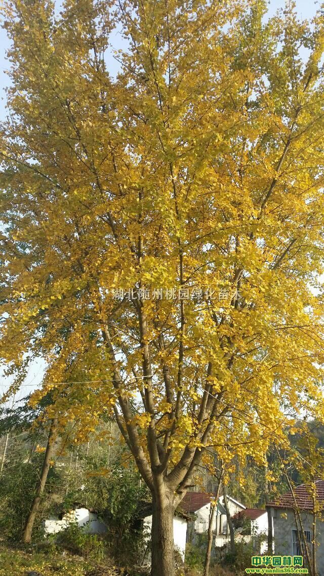 yӘ䡢䡢Ǘͩ䡢tࡢSBľǘľ