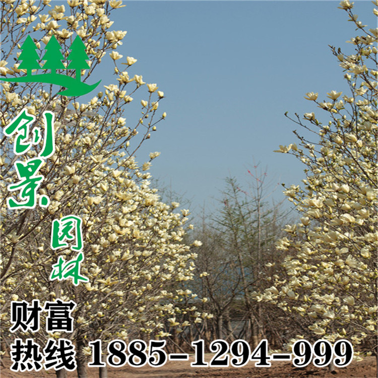 (yng)(yu)|(zh)SmֱۡNSmҎ(gu)Rȫ