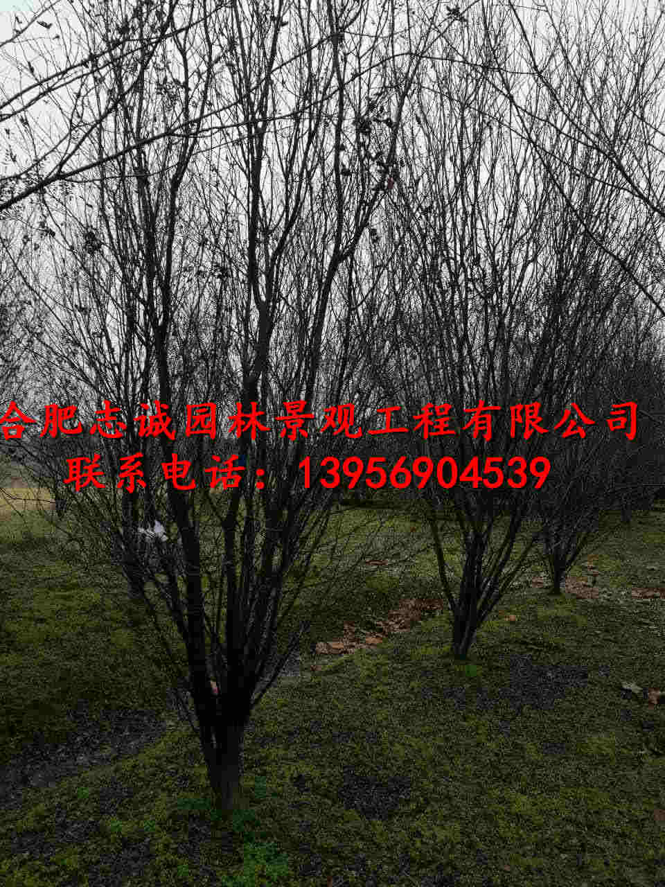 t~ͷ֦t~t~~