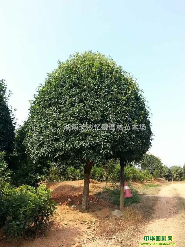 20cmƷ𻨡20cmԹ𻨡20cm