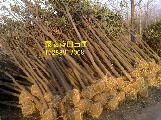 ֶ5-10֙Ҙ䡢硢ɽ|yPS