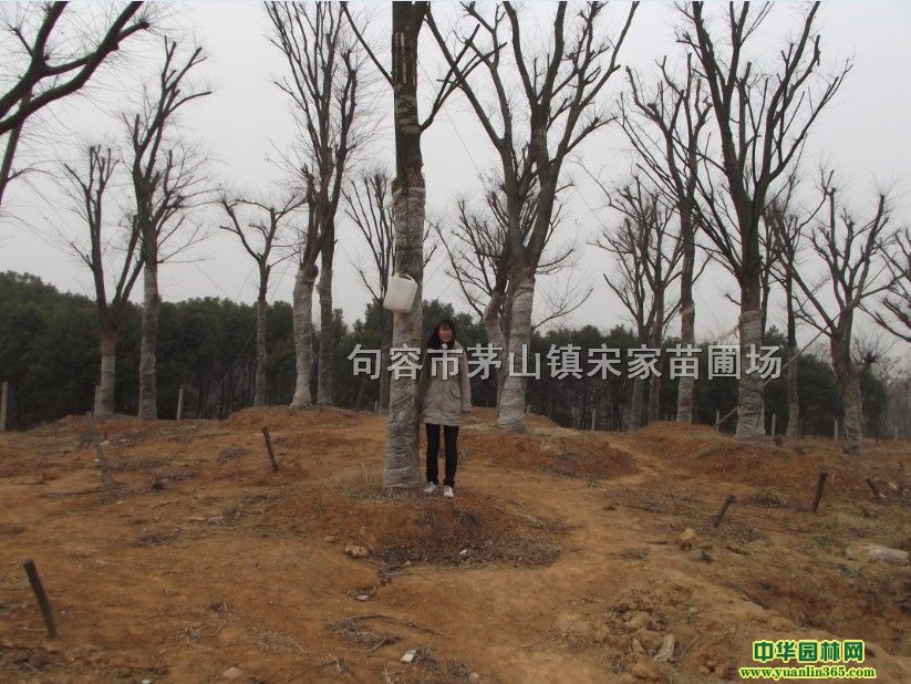 Θɼˮɼɼ깤ľ