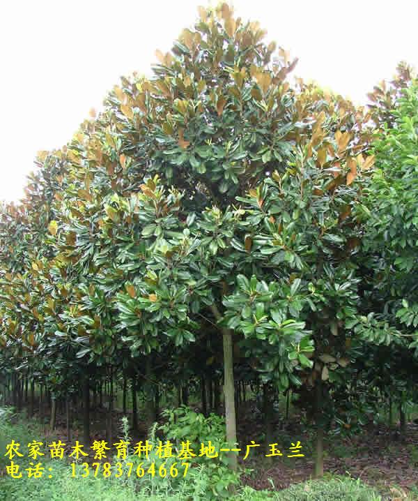 8֏Vmr,10֏Vmr,12֏Vmr