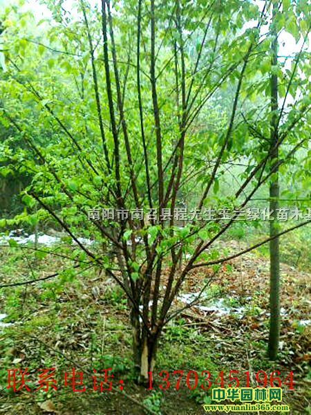 ɽǡ߸ɽǡɽǡɽǷNӡɽС