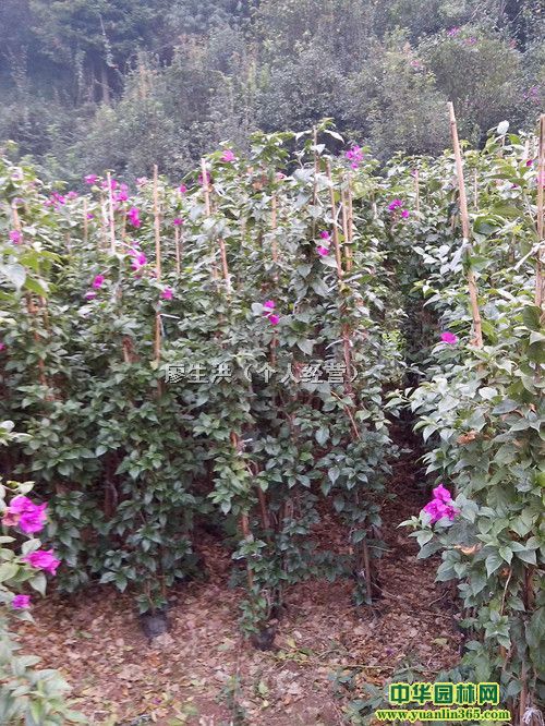 條形三角梅1.5-2m