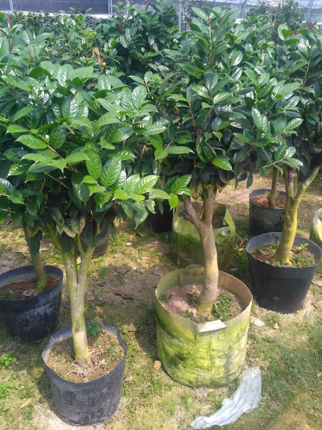 軨𻨲衢Խ𻨲衢𻨲