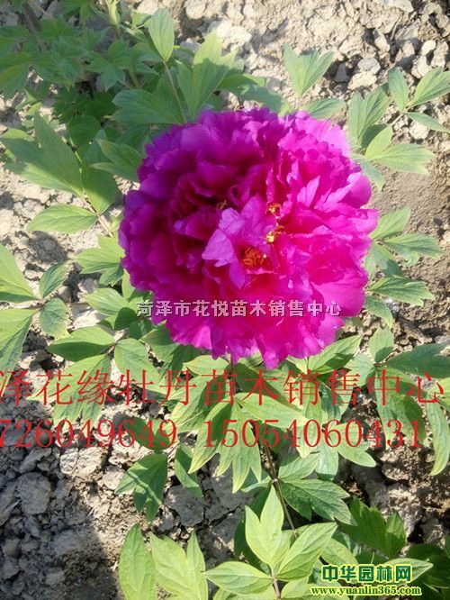 ˎˎ硢硢ѡˎ硢ˎѡĵ