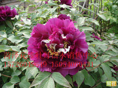 ռĵ硢ռĵռˎ硢ռˎGĵ硢ˎ