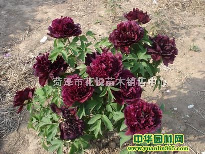 ݻĵ硢ݻĵĵYƷĵĵ硢