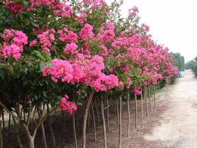 ࡢ䡢t~ޱꡢVmľ