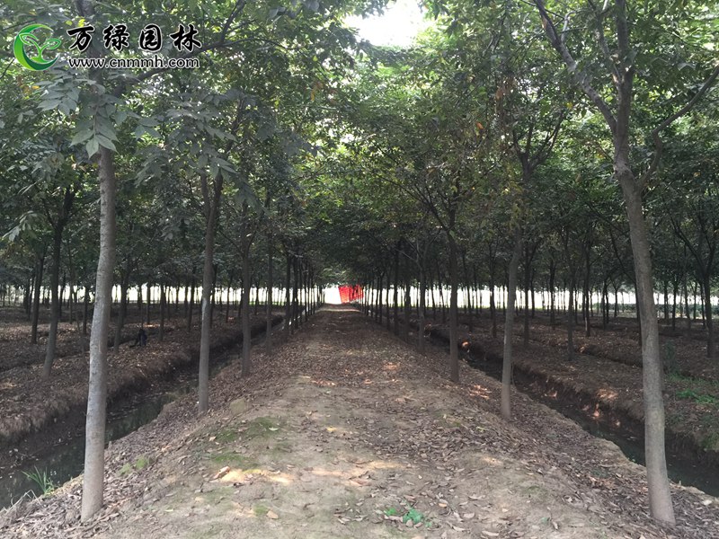 1-5cmtΡ6-10cmtΡ11-30cmtֱN