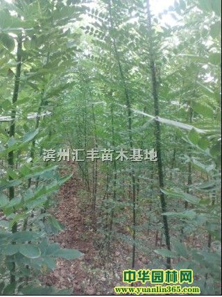 速生國槐1.5-3米高