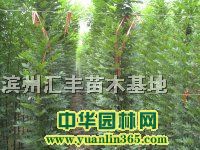 速生白蠟高1.5米-4米